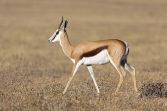 Springbok, Springbok, (Antidorcas marsupialis), animals, mammals, group of gazelle-like animals,
