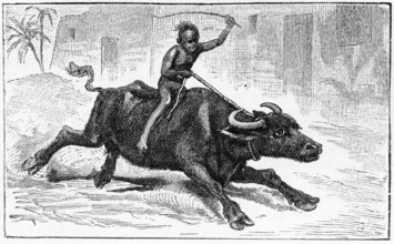 Engraving of an Egyptian boy riding home on a water buffalo, from a publication circa 1890