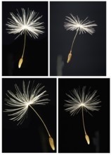 Closeup of one single dandelion seed (Taraxacum Officinale) against black background