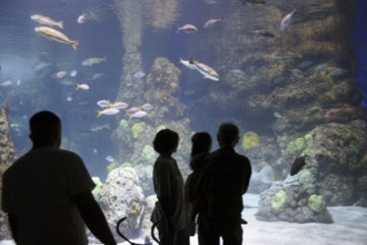 Many people looking at fishes in aquarium, Denver, U.S.A. United States of America
