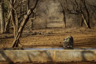 Lion drinking water at water tank, Gir Wildlife Sanctuary, Gujarat, India, Asia