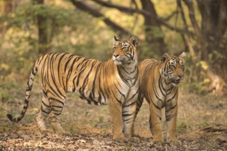 Bengal tiger in Ranthambhore national park, rajasthan, India, Asia
