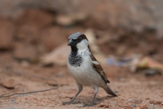 House Sparrow male bird, Kedarnath Wildlife Sanctuary, Uttarakhand, India, Asia