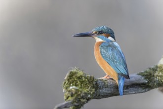 European kingfisher (Alcedo atthis)
