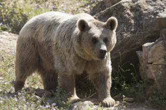Iberian brown bear (Ursus arctos)