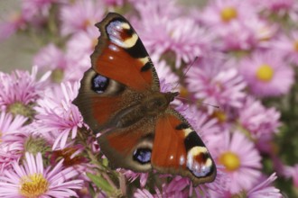 Peacock butterfly (Aglais io)