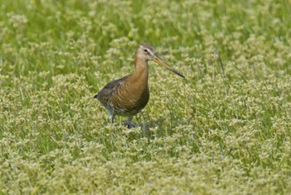 Black-tailed godwit (Limosa limosa)