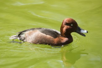Ferruginous Duck (Aythya nyroca)