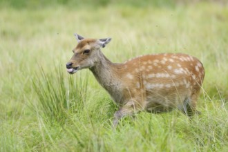 Fallow deer (Dama dama)