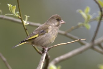 Greenfinch (Carduelis chloris)