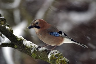 Eurasian jay (Garrulus glandarius)