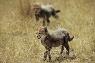Cheetah cub (Acinonyx jubatus)