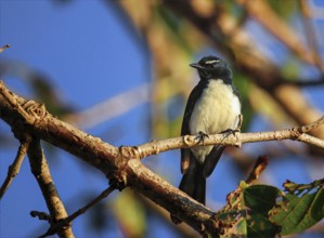 Garden Fantail (Rhipidura leucophrys)