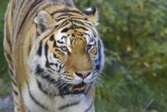 Siberian tiger (Panthera tigris altaica)