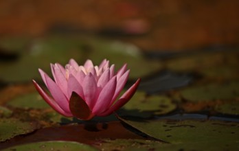 Water lily (Nymphaea)