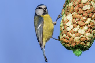 Blue tit at the winter feeder (Parus caeruleus)