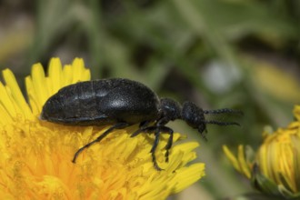 Oil beetle (Meloe violaceus)