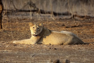 Lion cub sasan gir Gujarat India Asia
