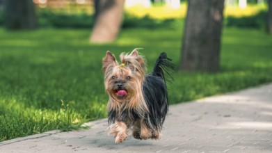 Fluffy Yorkshire terrier dog running across a pavement near green mown lawn on a clear sunny day