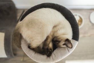 Kleine siamesische Katze schläft auf dem Bett ihrer Katze mit weichen gemütlichen Umgebung Top