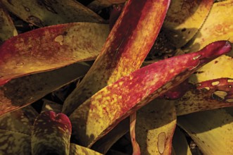 Close-up of colorful plant leaves in the sand on sunny day in Paraty Mirim, a tropical beach near