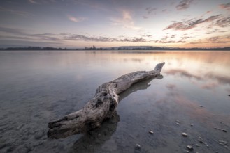 A large tree trunk in the calm water of a lake at dusk, under a slightly cloudy sky,