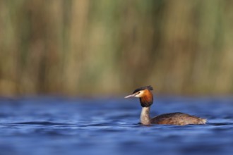 Great Crested Grebe, (Podiceps Scalloped ribbonfish), an animal, floating on the lake, water body,