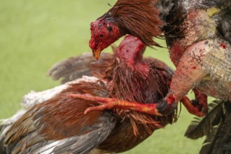 Gallos de pelea, Mallorca, balearic islands, Spain