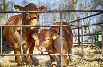 Cow with her calf in a barn in Schleswig Holstein, 2019