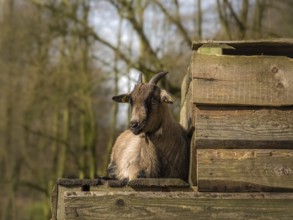 Goat sitting on the wooden plank in the spring sun