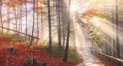 Cheerful panorama with a path through the colorful forest with autumn leaves, under the dreamy