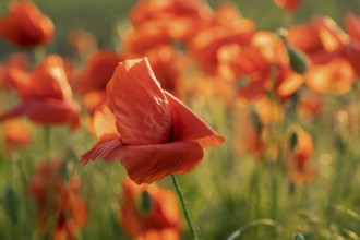 Blooming field of red poppy flowers at sunset. Abstract nature blurred background in evening light