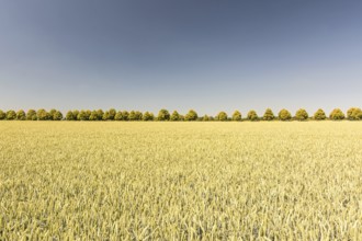 Alley of trees and wide grain field on a sunny day in summer