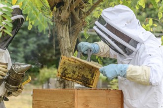 Portrait of beekeeper carrying honeycomb box while working at apiary.