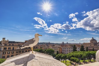 Rome Italy, high angle view city skyline at Rome city center with seagull