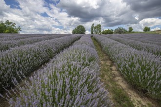 Beautiful summer evening in a lavender field. Large blue lavender bushes blooming in a cultivation