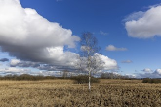 Birch, reeds and moor landscape, with blue sky and white clouds, Federsee lake, Bad-Buchau, Upper