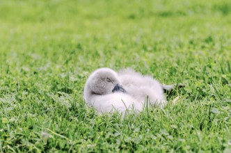 A cute baby swan sleeping on a graß field