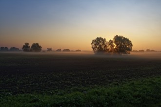 Dawn landscape with trees and light fog, sunrise, field near Blengow, Rerik,