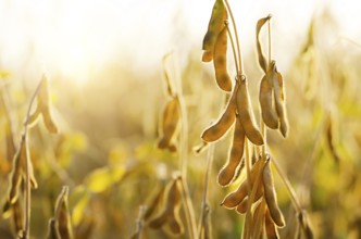 Soy pods at field sunset time backlit by sun closeup photo