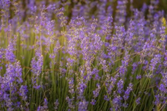 Violet purple lavender field close-up. Flowers selective focus, blur background