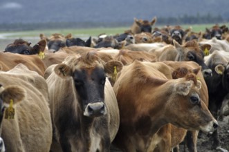 Jersey cows coming in from pasture, West Coast, New Zealand