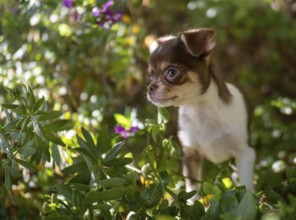 Amidst the flora of a vibrant garden, a brown and white Chihuahua puppy looks on with an innocent