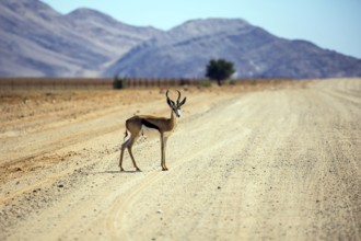 Impala antelopes grazing in the savannah. Dirt road in the African steppe. The concept of exotic