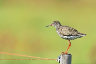 Common Redshank bird on pole