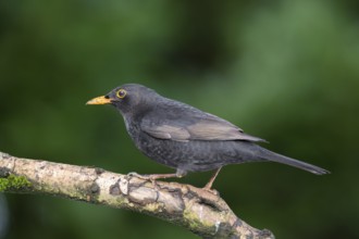 Common blackbird on birch tree