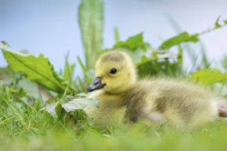 Little baby Canada goose near water