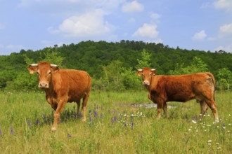 Brown French Limousin cows in fields full of wild Thyme