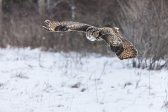A captive Eurasian eagle owl (Bubo Bubo) at bird of prey nature reserve in winter with snow on the