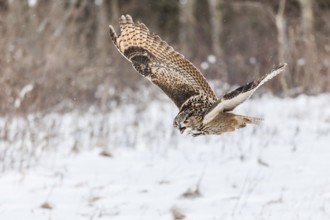 A captive Eurasian eagle owl (Bubo Bubo) at bird of prey nature reserve in winter with snow on the